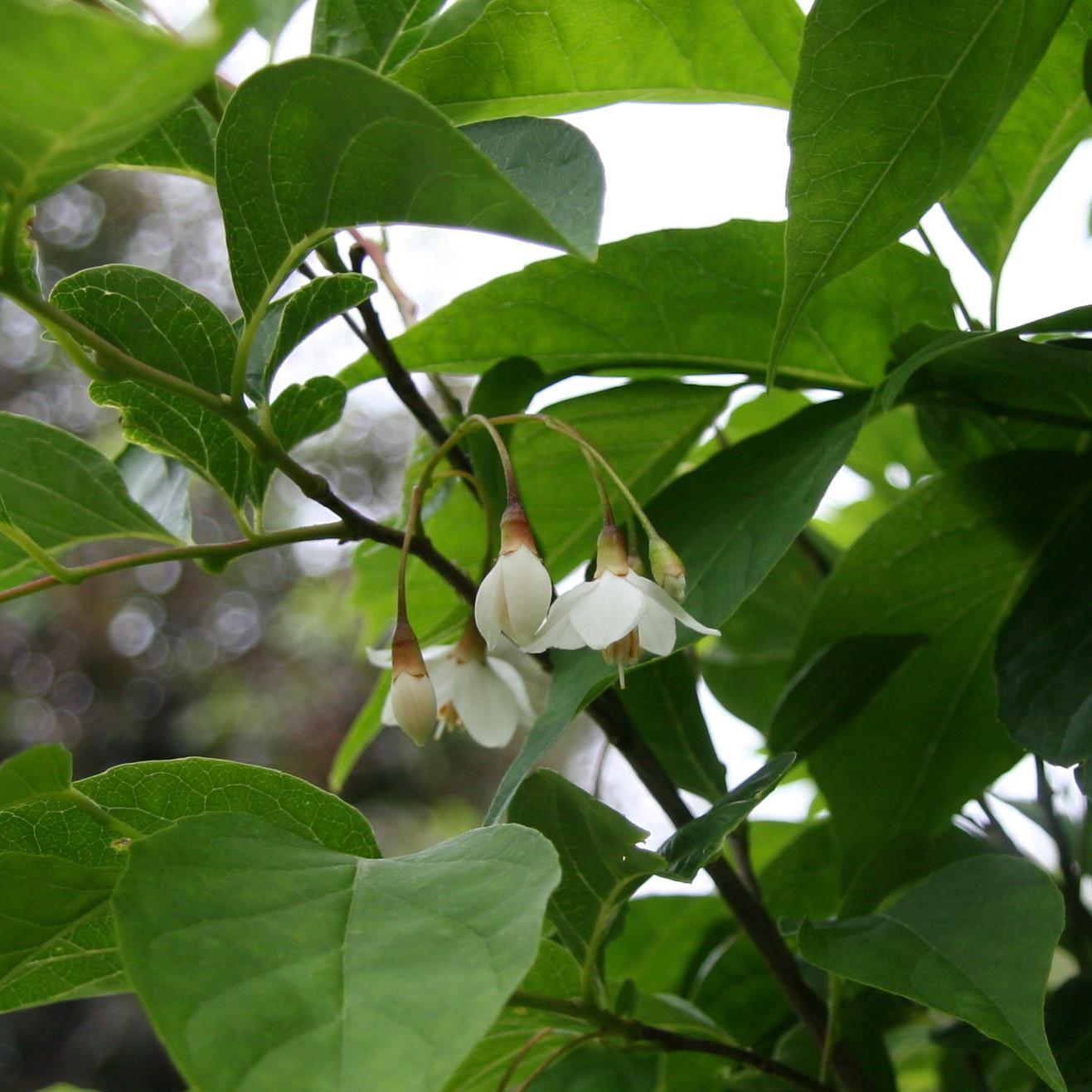 Styrax Japonicus - View 14 from www redcrocus com