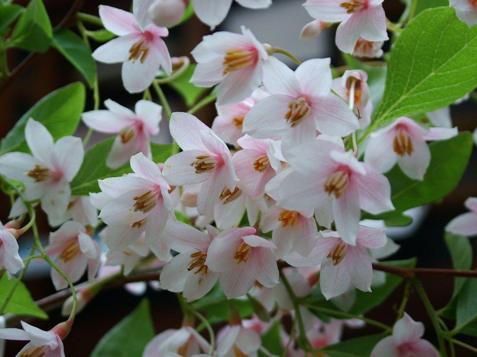 Styrax Japonicus - View 15 from www redcrocus com