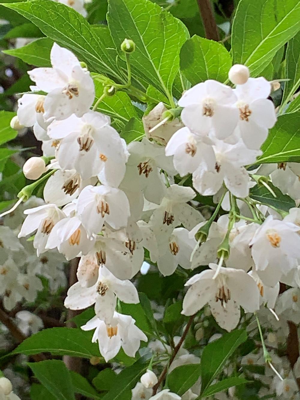 Styrax Japonicus - View 16 from www redcrocus com