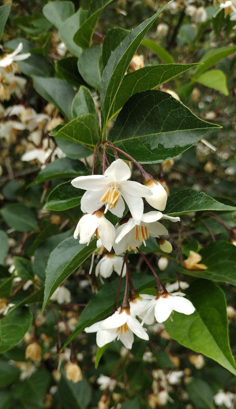 Styrax Japonicus - View 17 from www redcrocus com