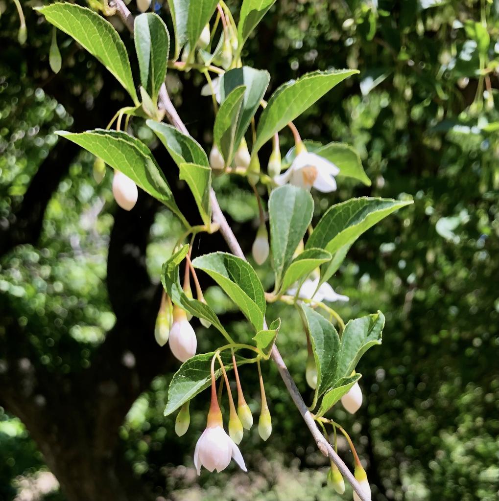 Styrax Japonicus - View 18 from www redcrocus com