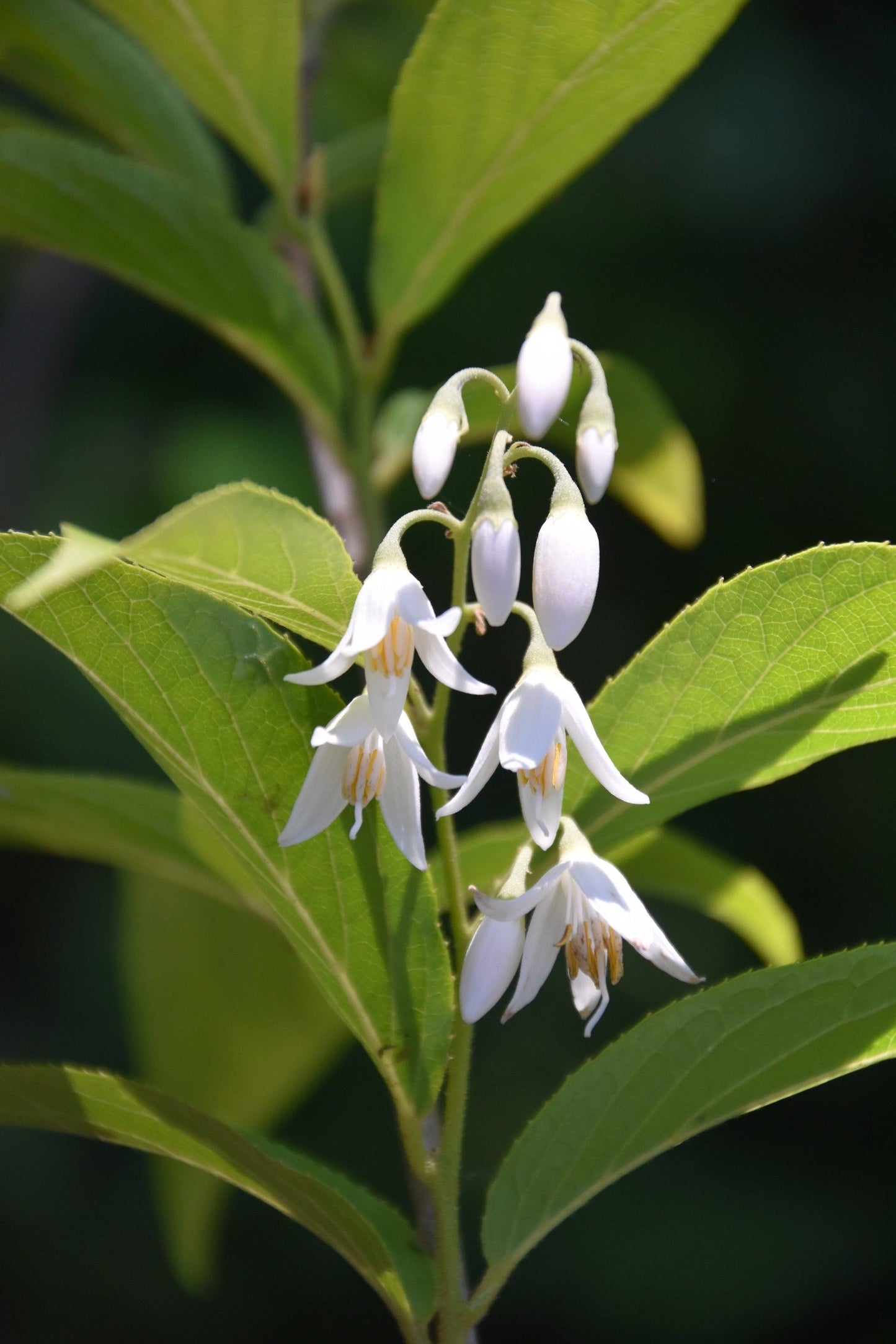 Styrax Japonicus - View 19 from www redcrocus com