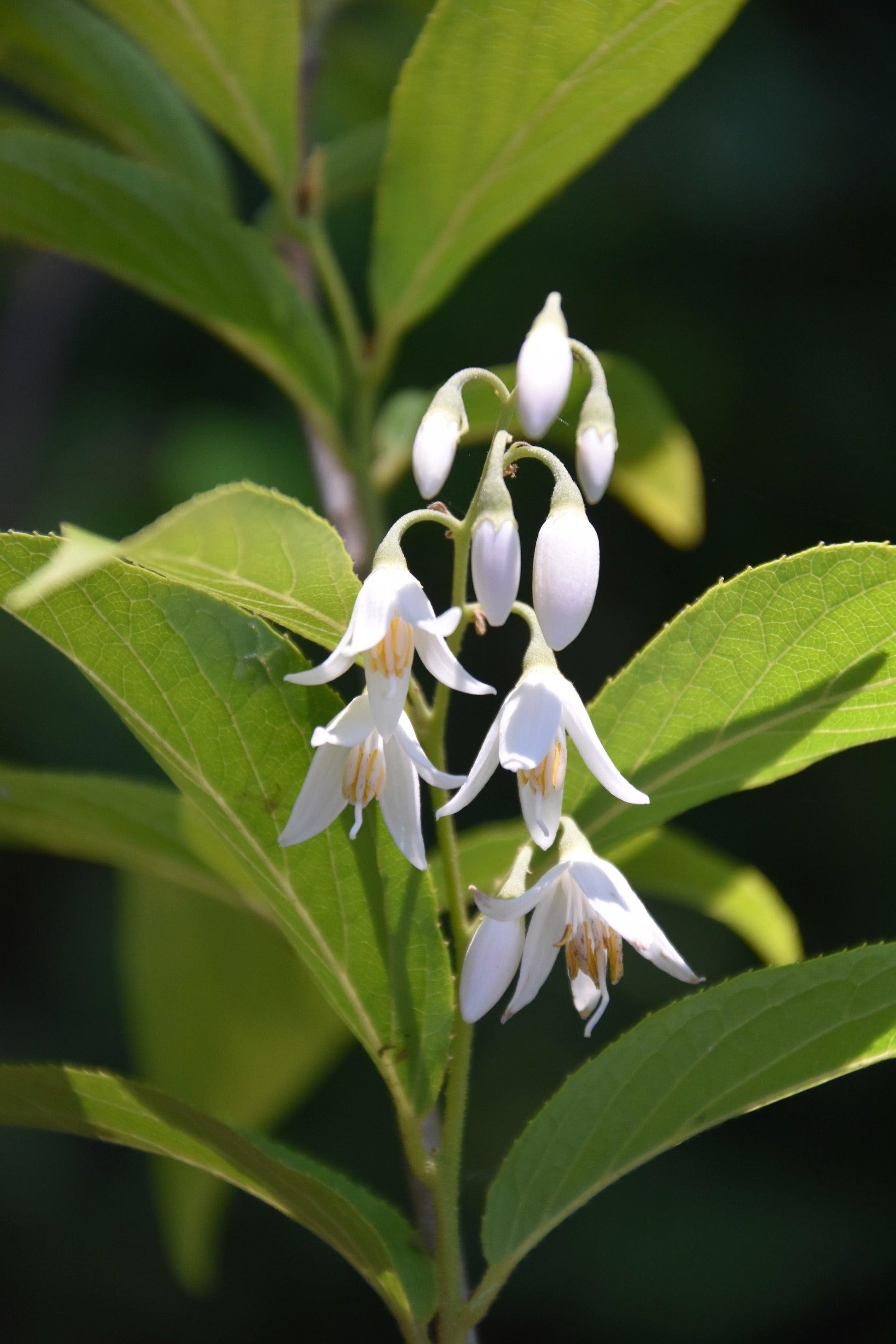 Styrax Japonicus - View 19 from www redcrocus com
