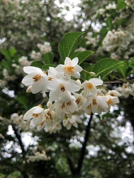 Styrax Japonicus - View 20 from www redcrocus com