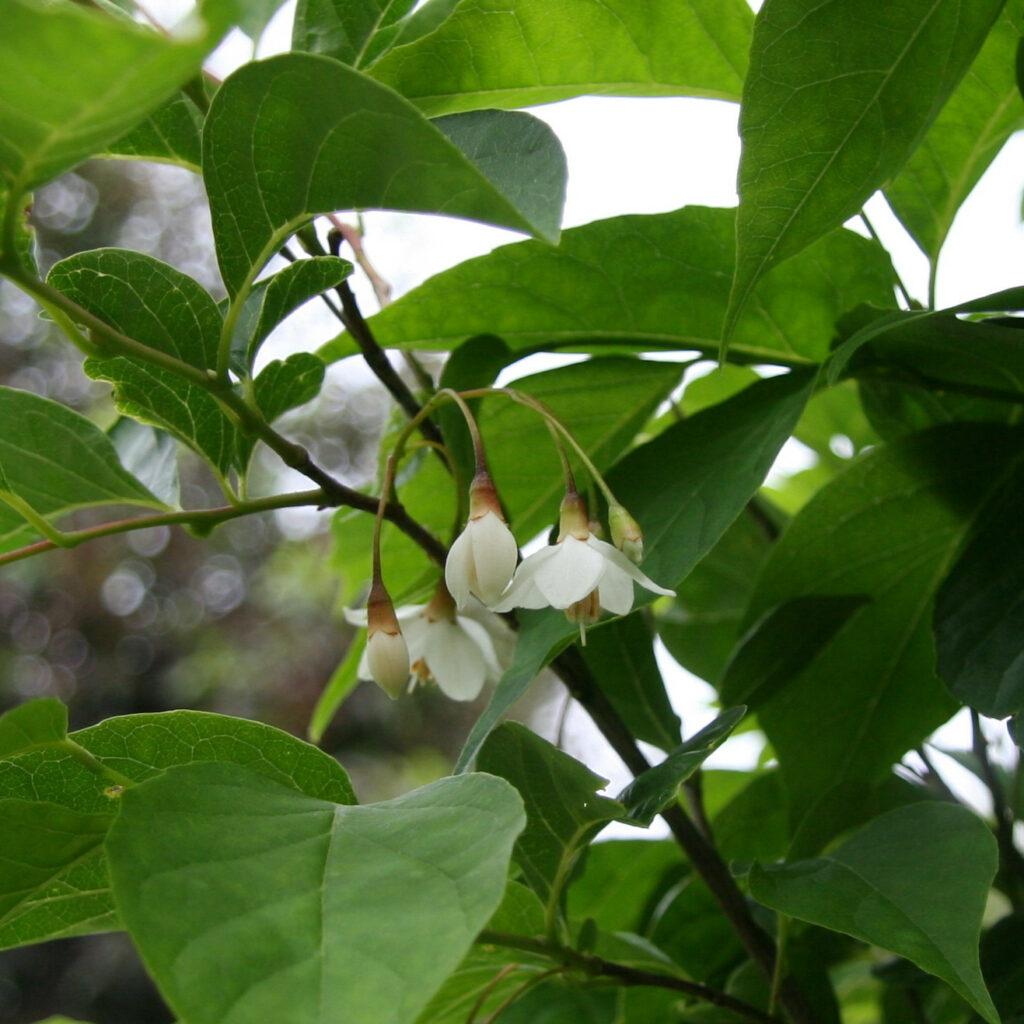 Styrax Japonicus - View 22 from www redcrocus com