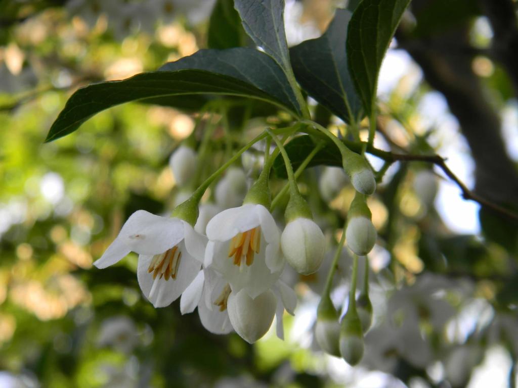 Styrax Japonicus - View 4 from www redcrocus com