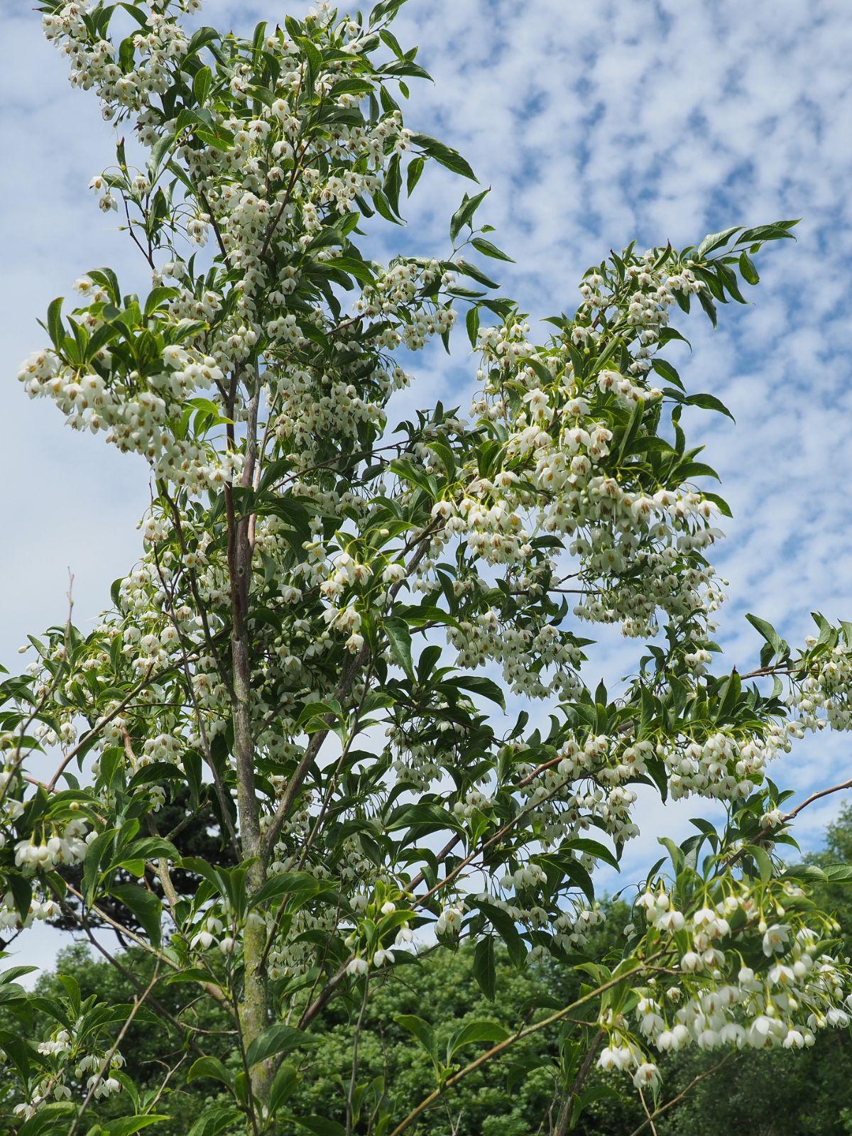 Styrax Japonicus - View 5 from www redcrocus com