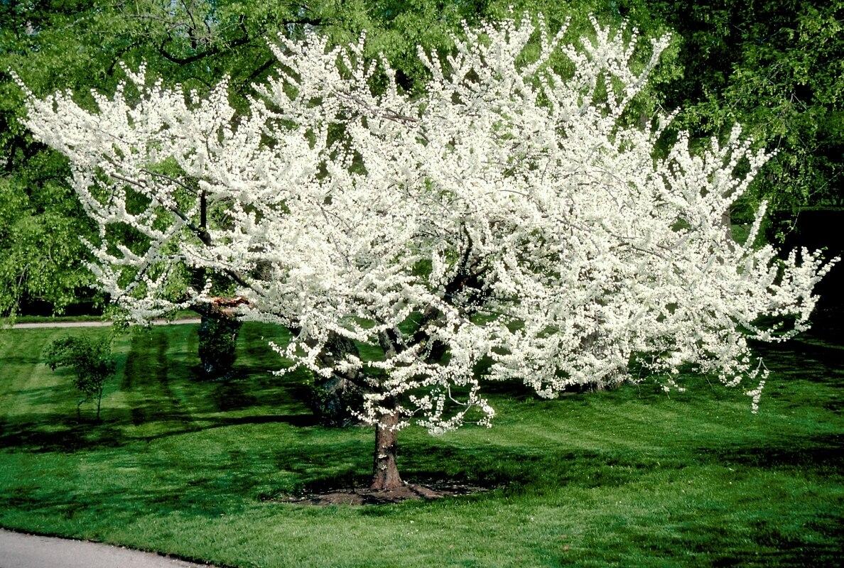 Cercis Canadensis Multi Stem - View 19 from www redcrocus com