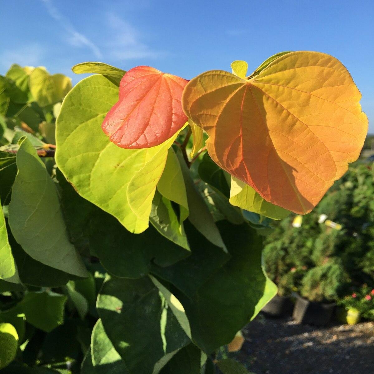 Cercis Canadensis Multi Stem - View 20 from www redcrocus com