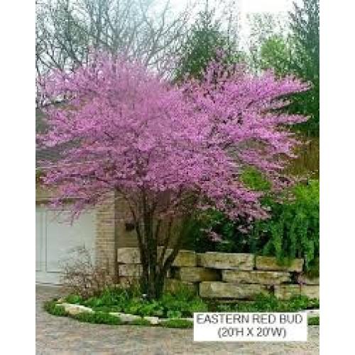 Cercis Canadensis Multi Stem - View 7 from www redcrocus com