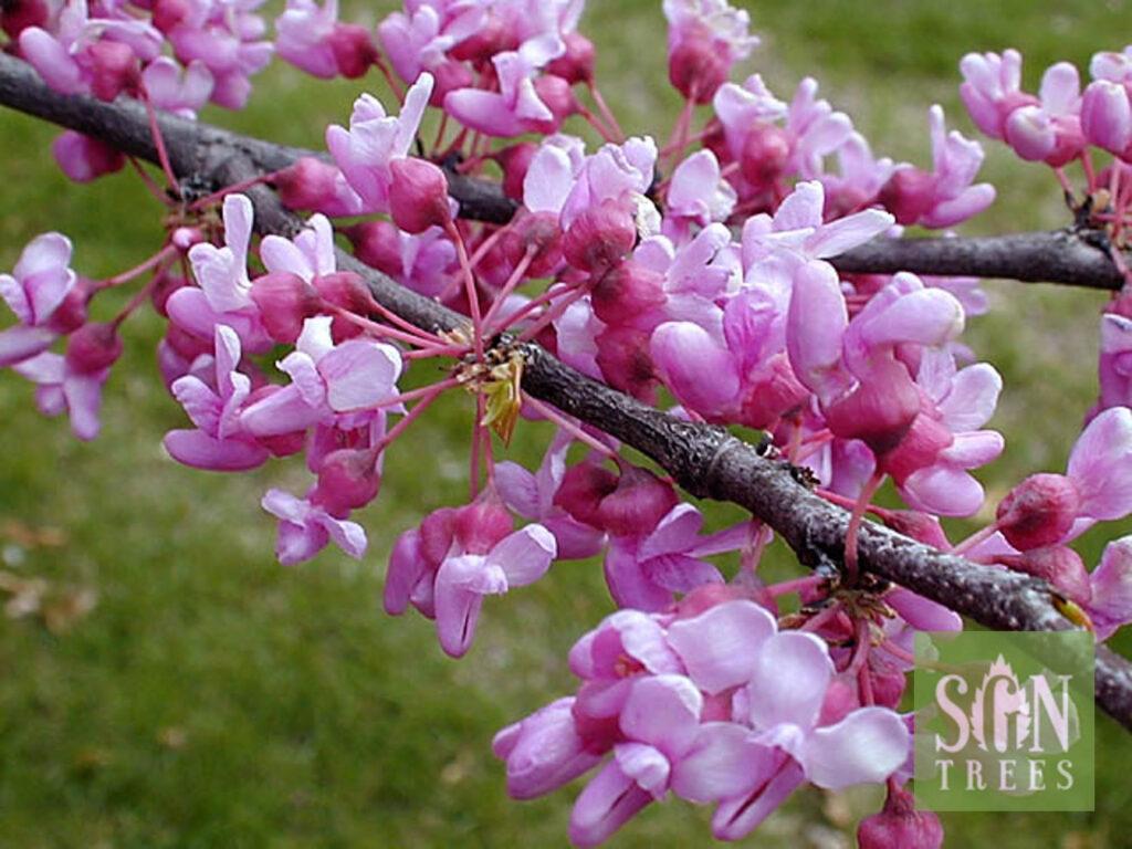 Cercis Canadensis Multi Stem - View 11 from www redcrocus com