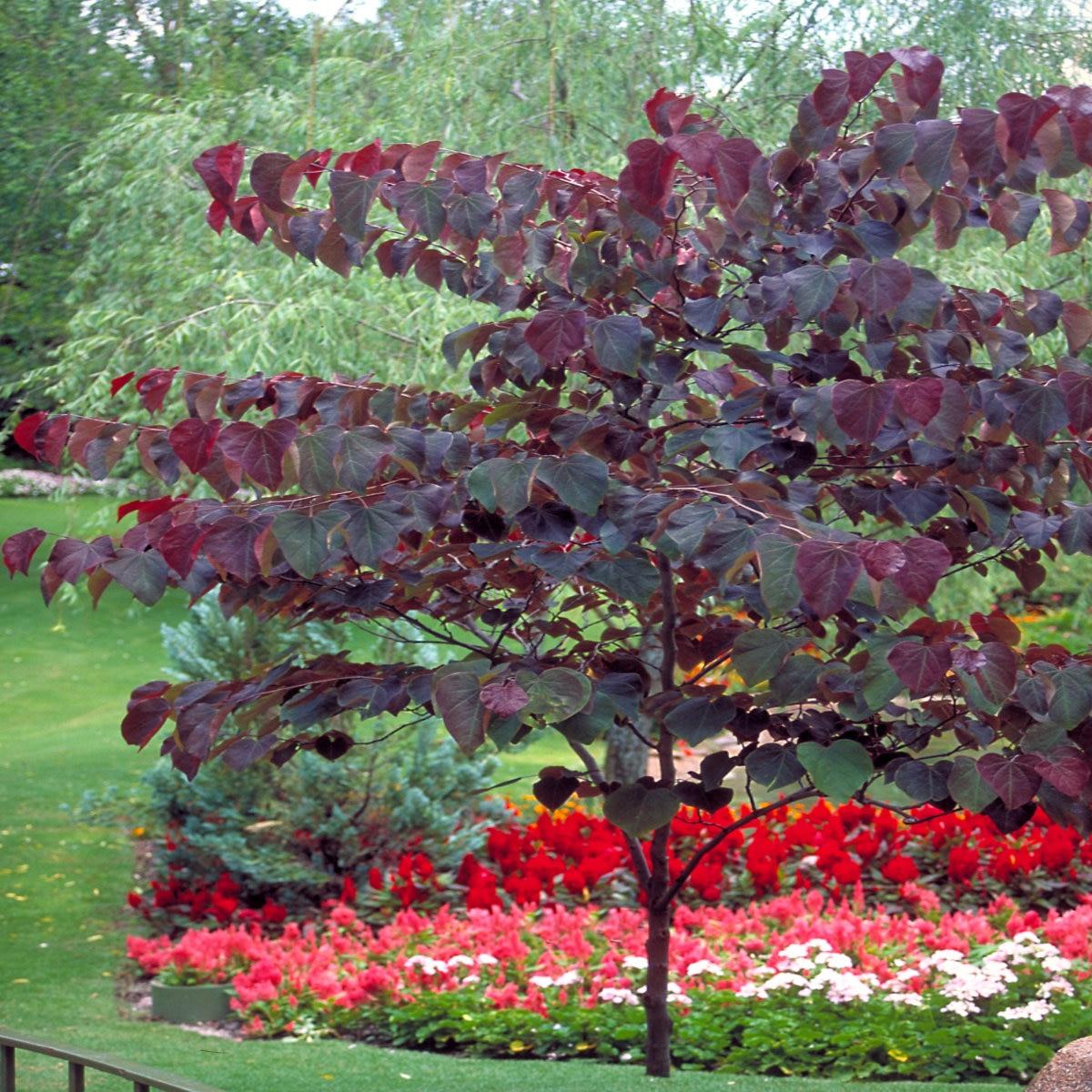 Cercis Canadensis Multi Stem - View 12 from www redcrocus com