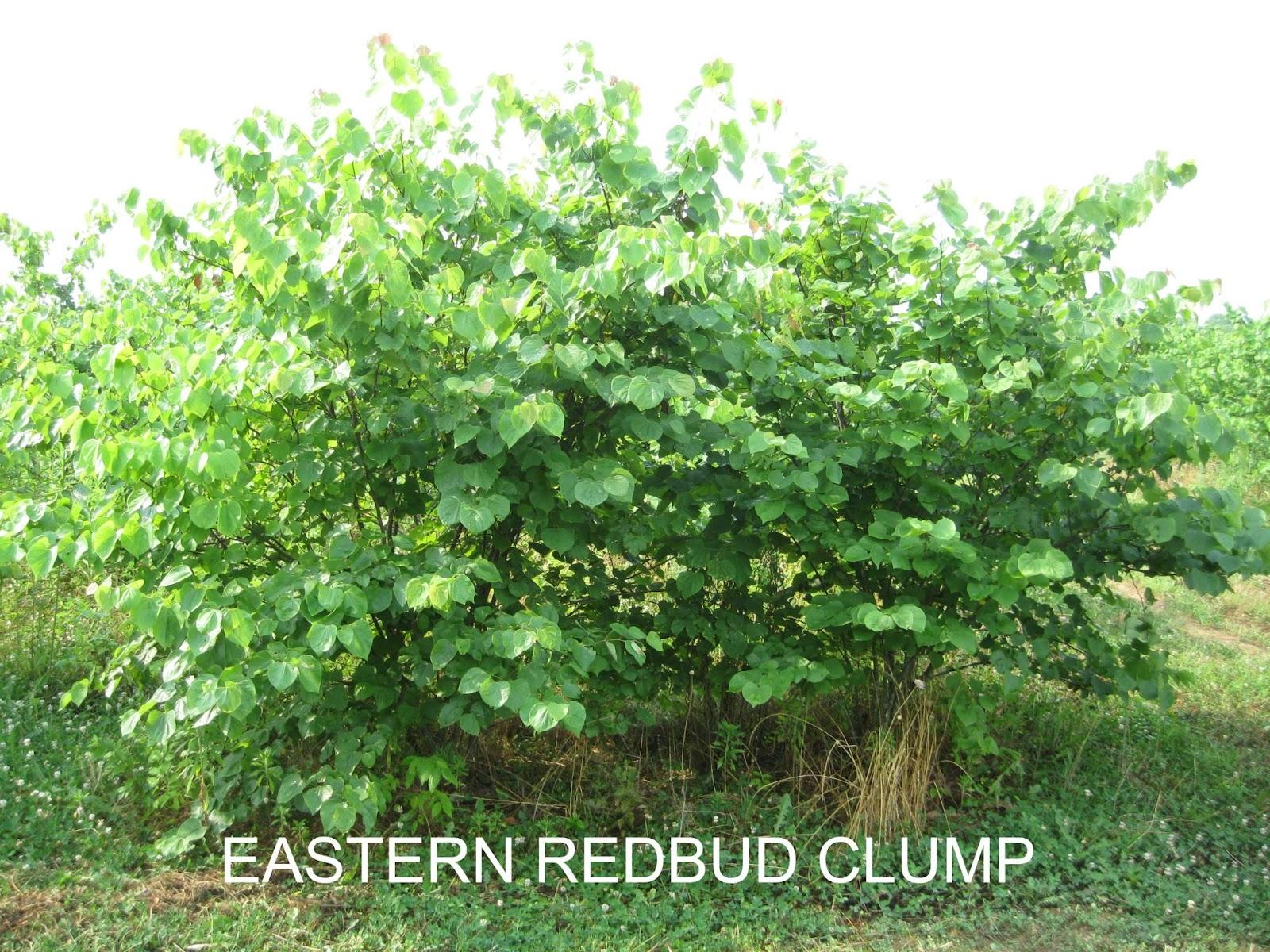 Cercis Canadensis Multi Stem - View 14 from www redcrocus com