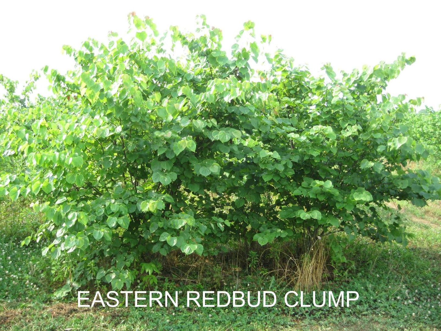 Cercis Canadensis Multi Stem - View 14 from www redcrocus com