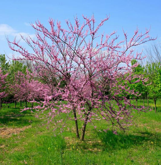 Cercis Canadensis Multi Stem - View 1 from www redcrocus com