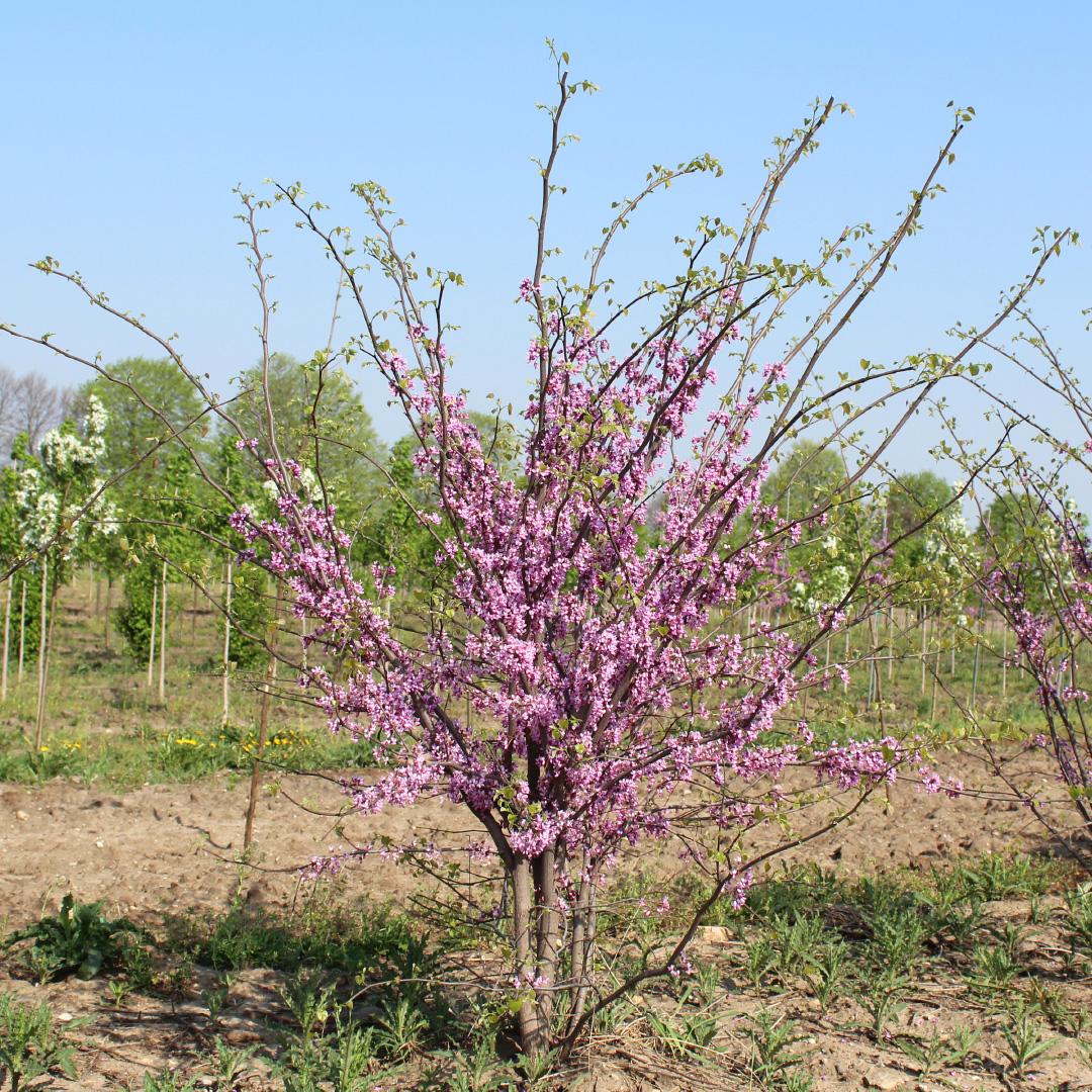 Cercis Canadensis Multi Stem - View 5 from www redcrocus com