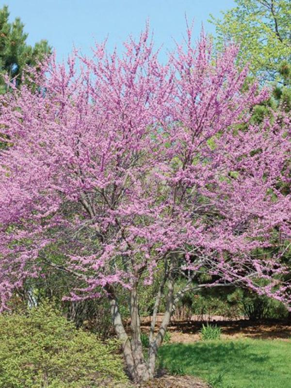 Cercis Canadensis Multi Stem - View 6 from www redcrocus com