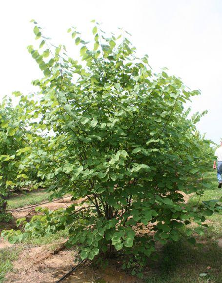 Cercis Canadensis Multi Stem - View 8 from www redcrocus com