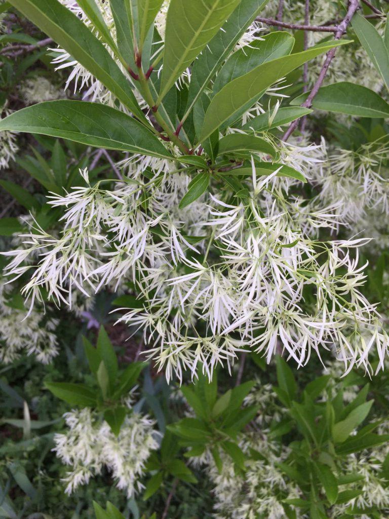 Chionanthus Virginicus Multi Stem - View 12 from www redcrocus com