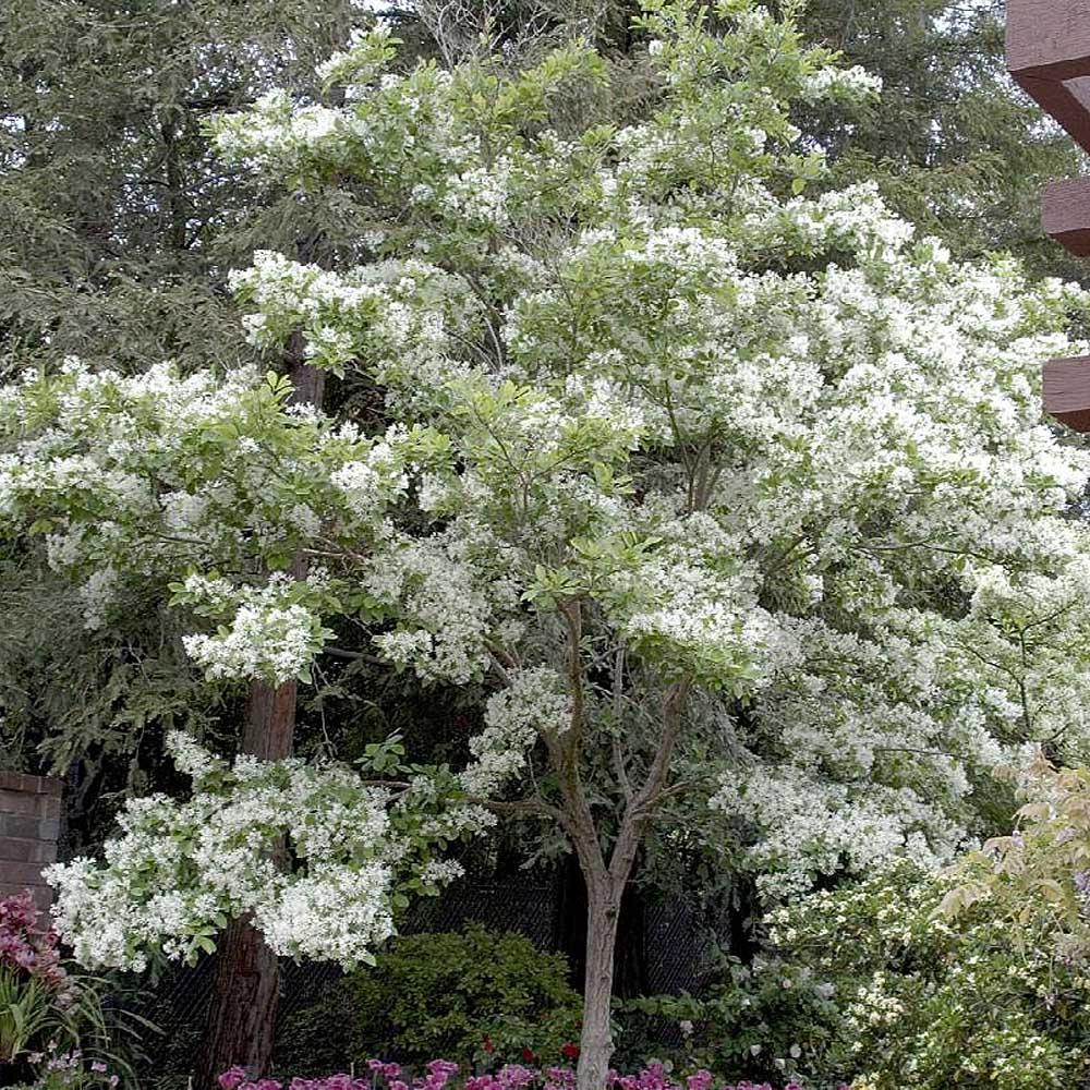 Chionanthus Virginicus Multi Stem - View 17 from www redcrocus com