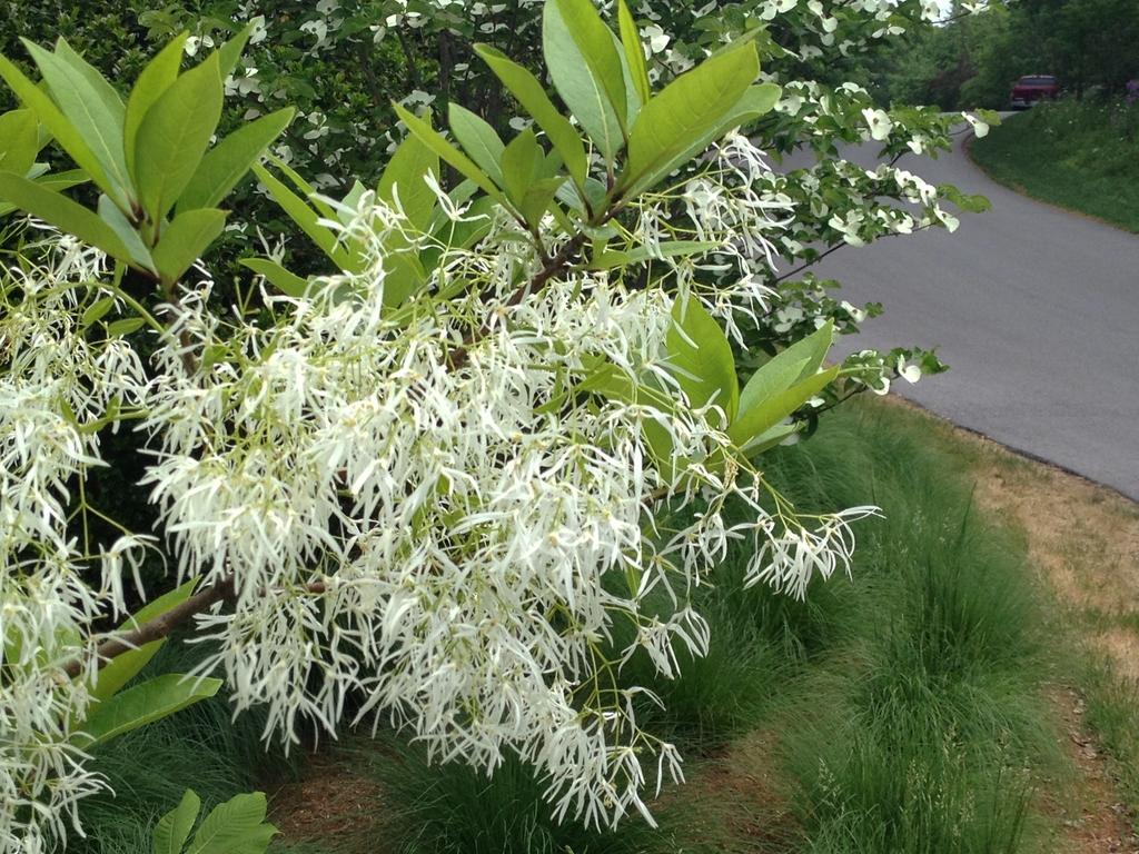 Chionanthus Virginicus Multi Stem - View 19 from www redcrocus com
