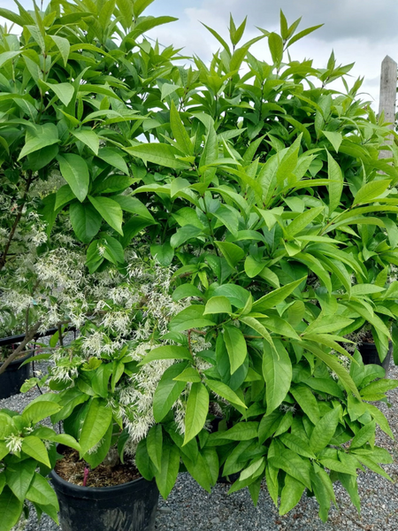 Chionanthus Virginicus Multi Stem - View 9 from www redcrocus com