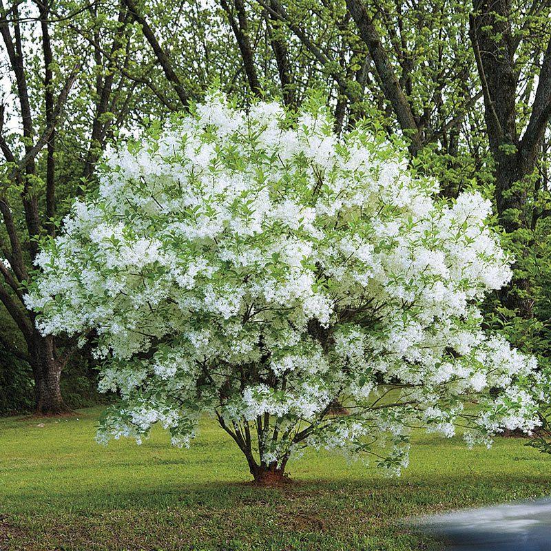 Chionanthus Virginicus Multi Stem - View 9 from www redcrocus com