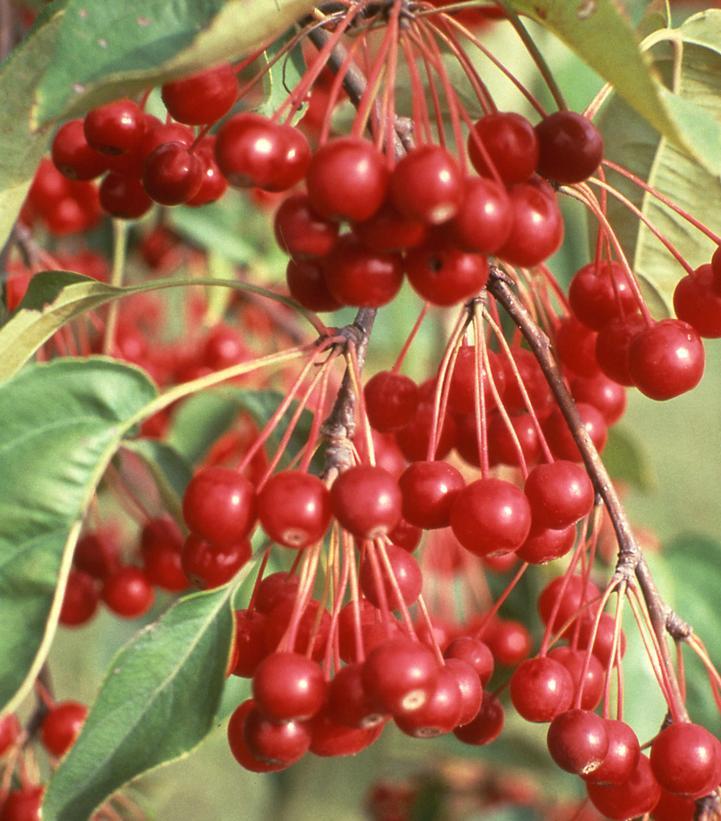 Malus Donald Wyman - View 11 from www redcrocus com