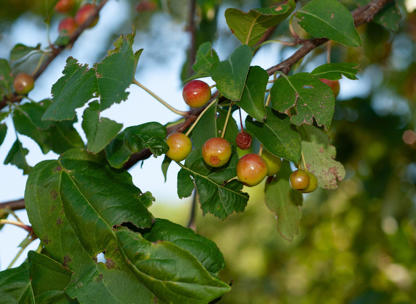 Malus Donald Wyman - View 14 from www redcrocus com