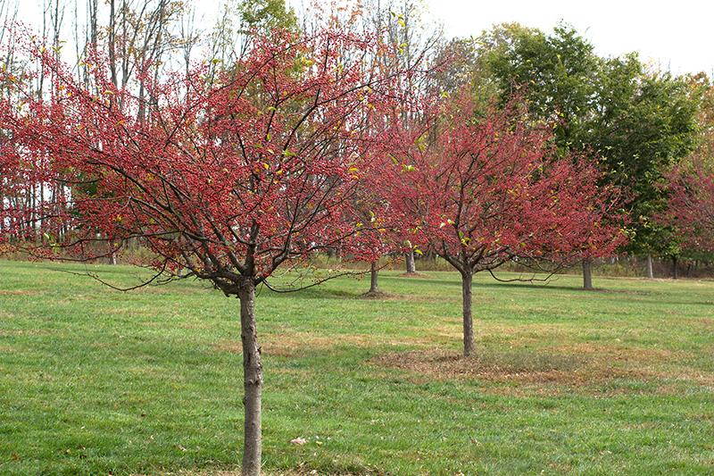 Malus Donald Wyman - View 15 from www redcrocus com