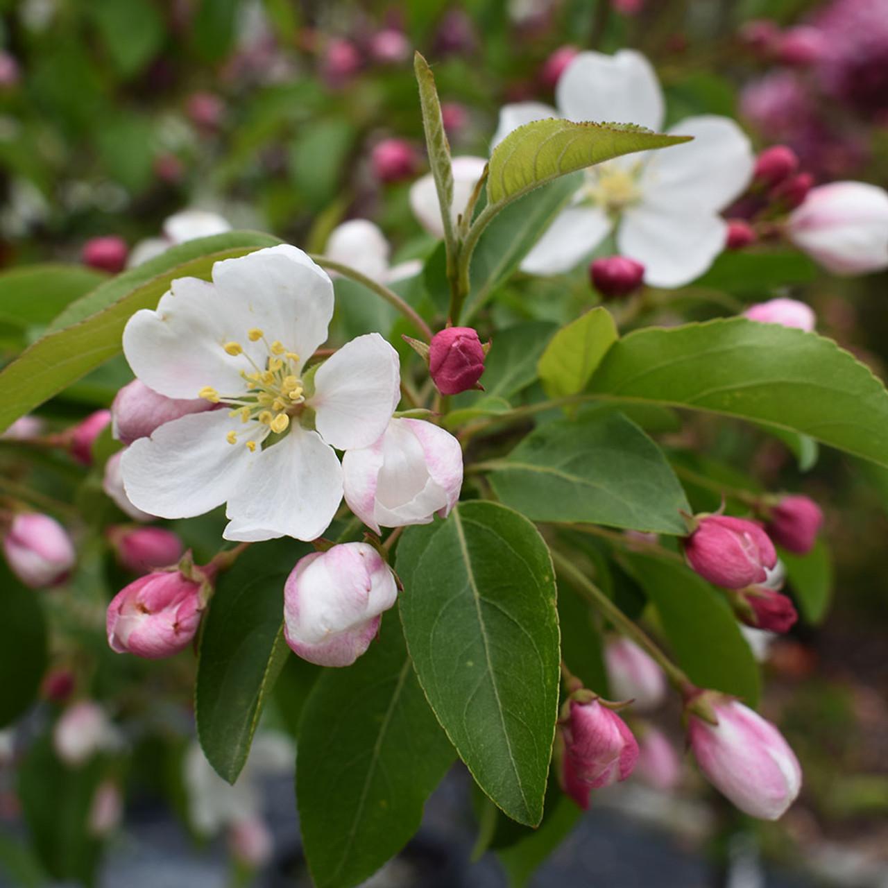 Malus Donald Wyman - View 5 from www redcrocus com