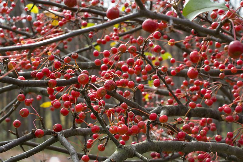 Malus Donald Wyman - View 9 from www redcrocus com