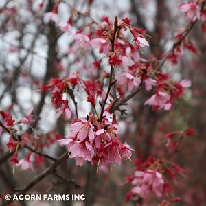 Prunus Campanulata 'okame' - View 10 from www redcrocus com