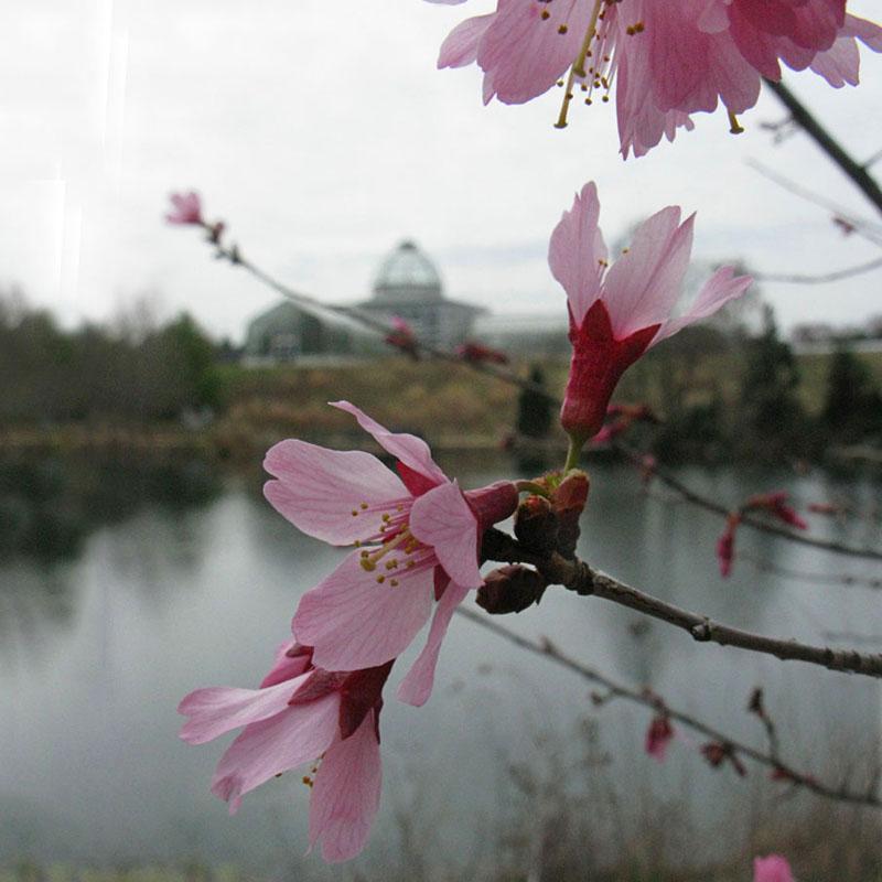 Prunus Campanulata 'okame' - View 11 from www redcrocus com