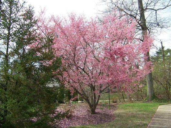 Prunus Campanulata 'okame' - View 12 from www redcrocus com
