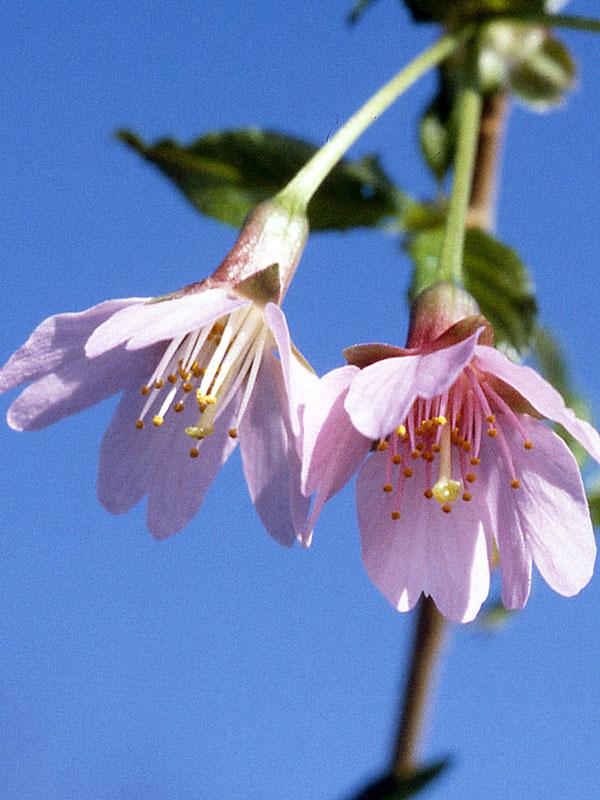 Prunus Campanulata 'okame' - View 16 from www redcrocus com