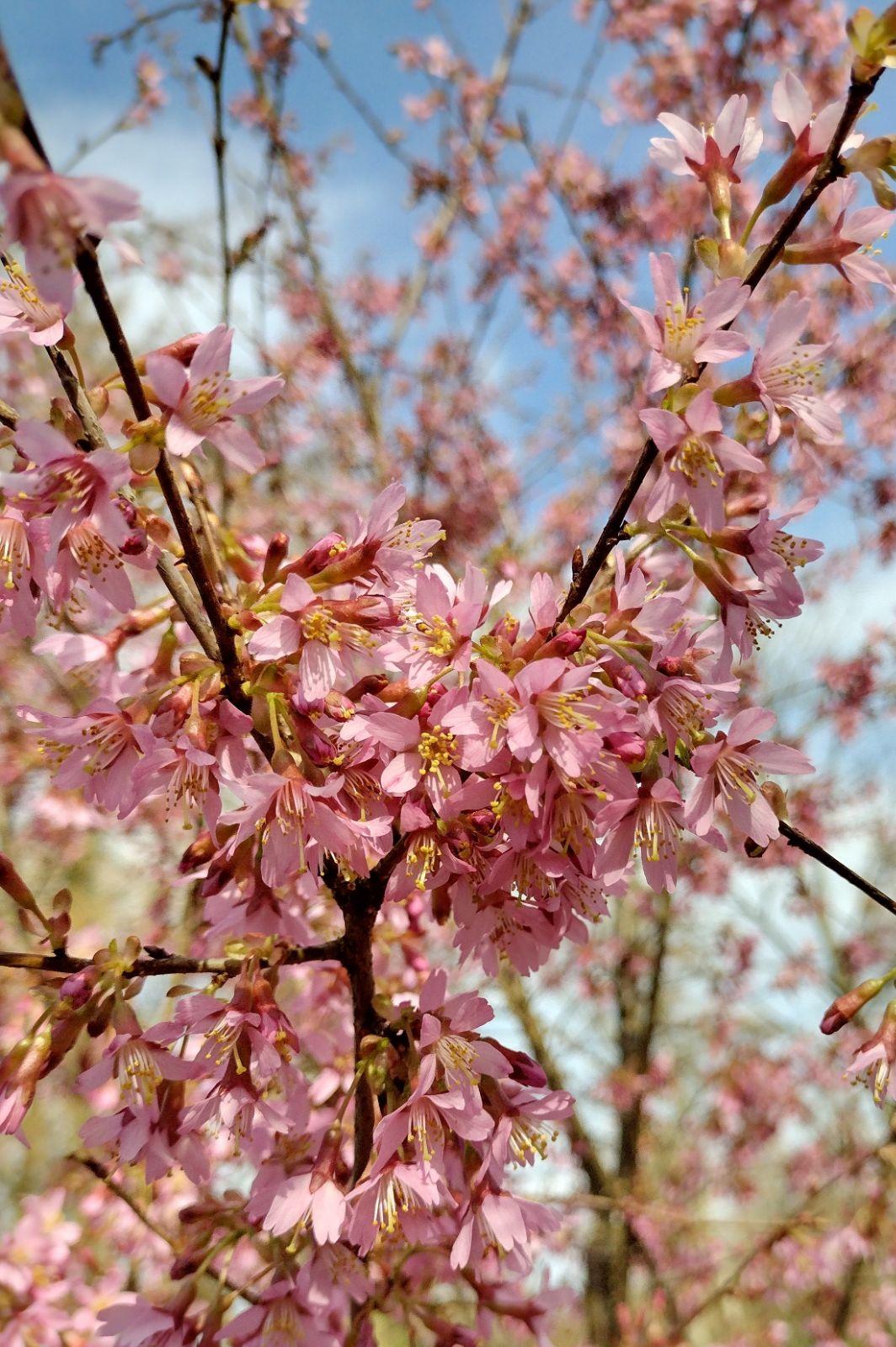 Prunus Campanulata 'okame' - View 17 from www redcrocus com