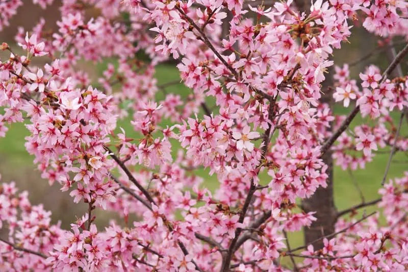 Prunus Campanulata 'okame' - View 18 from www redcrocus com