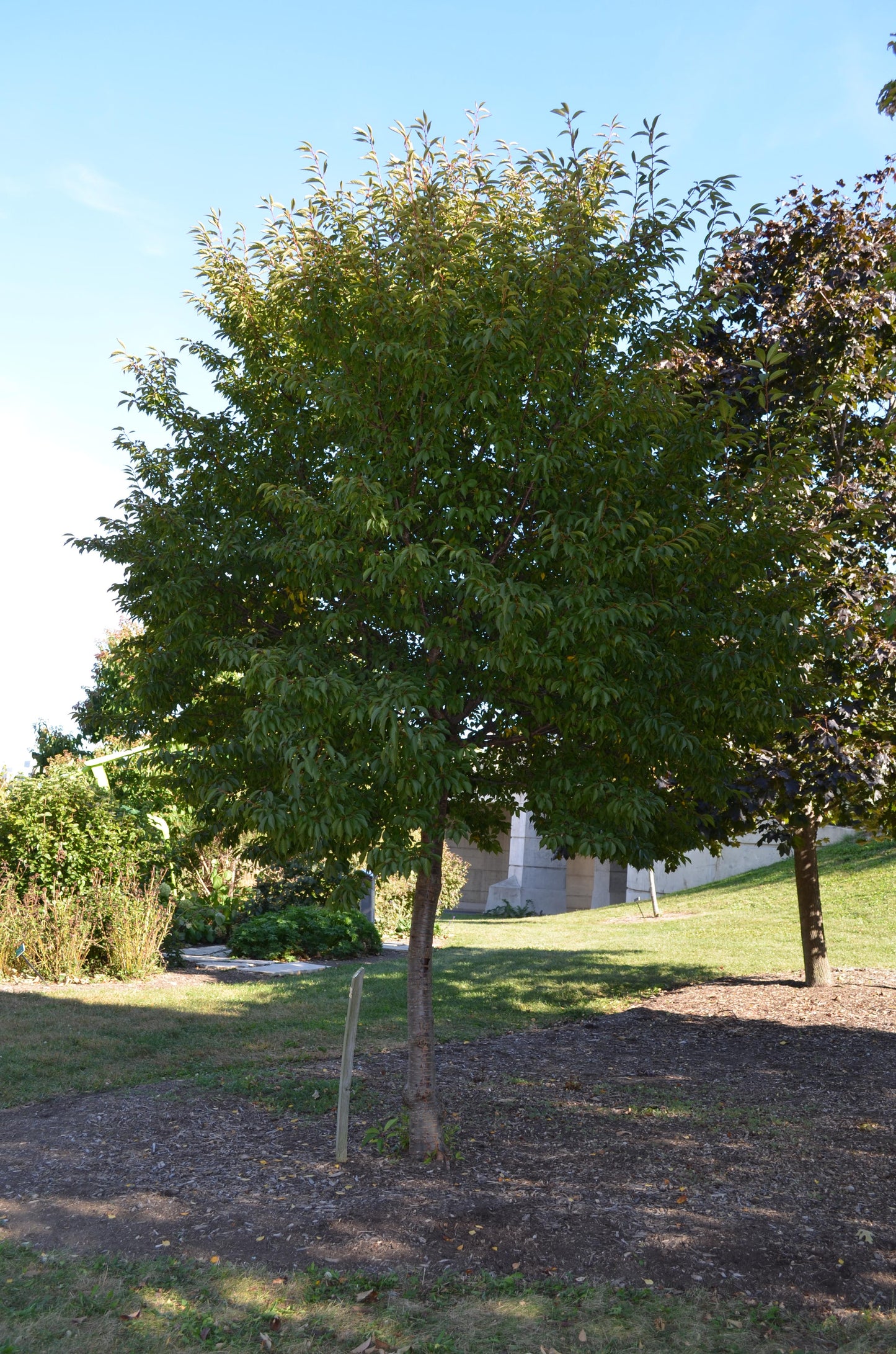 Prunus Campanulata 'okame' - View 19 from www redcrocus com