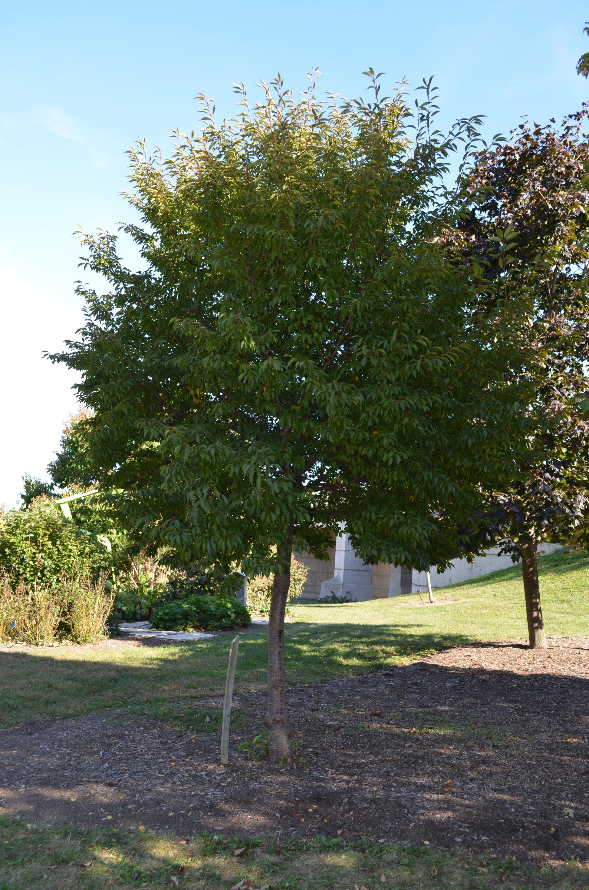 Prunus Campanulata 'okame' - View 19 from www redcrocus com
