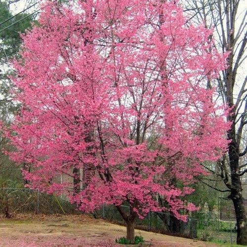 Prunus Campanulata 'okame' - View 3 from www redcrocus com