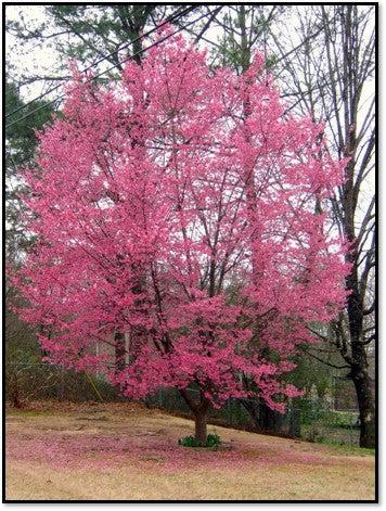 Prunus Campanulata 'okame' - View 5 from www redcrocus com