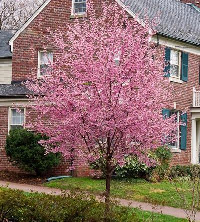 Prunus Campanulata 'okame' - View 6 from www redcrocus com
