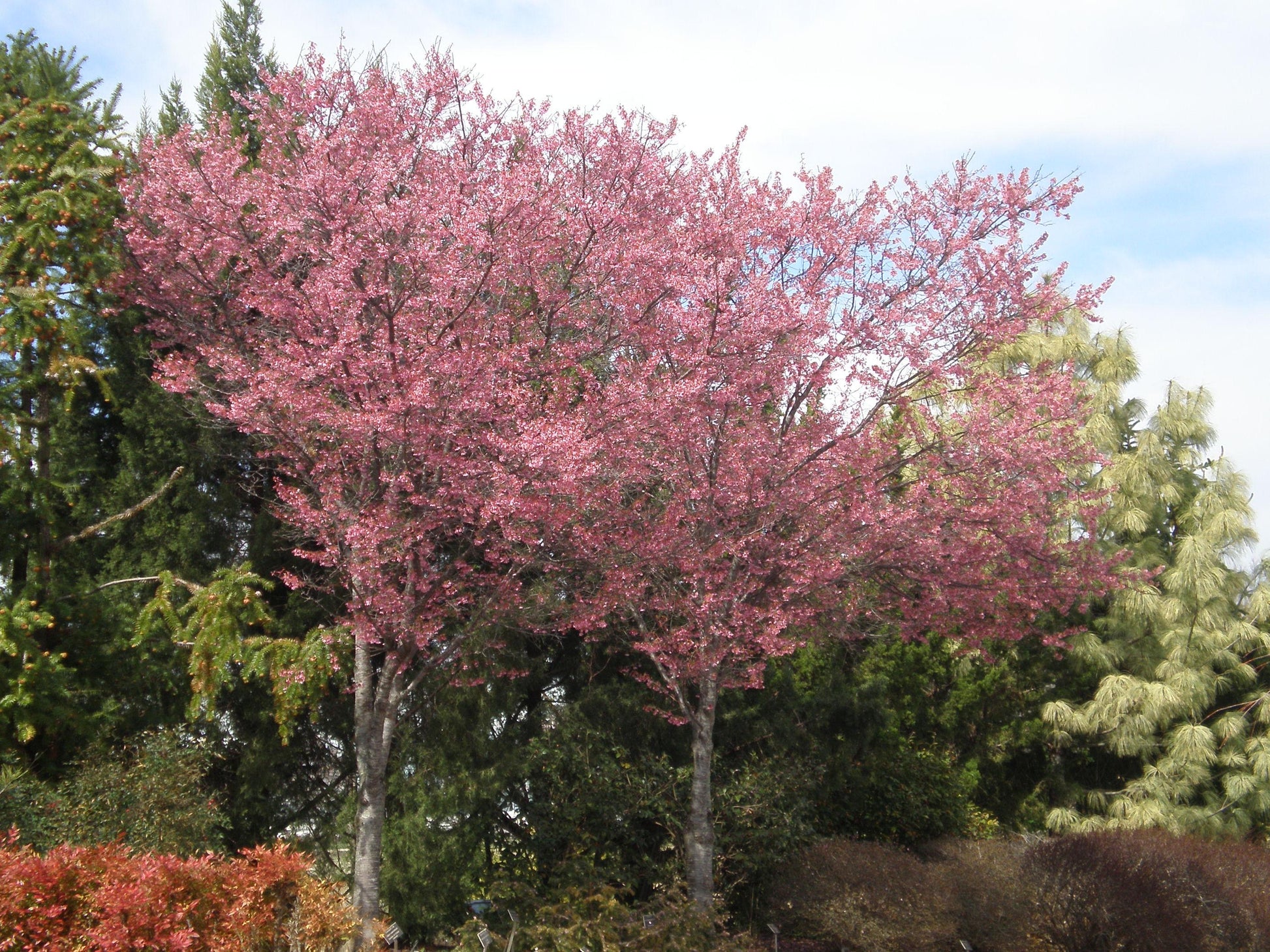 Prunus Campanulata 'okame' - View 8 from www redcrocus com