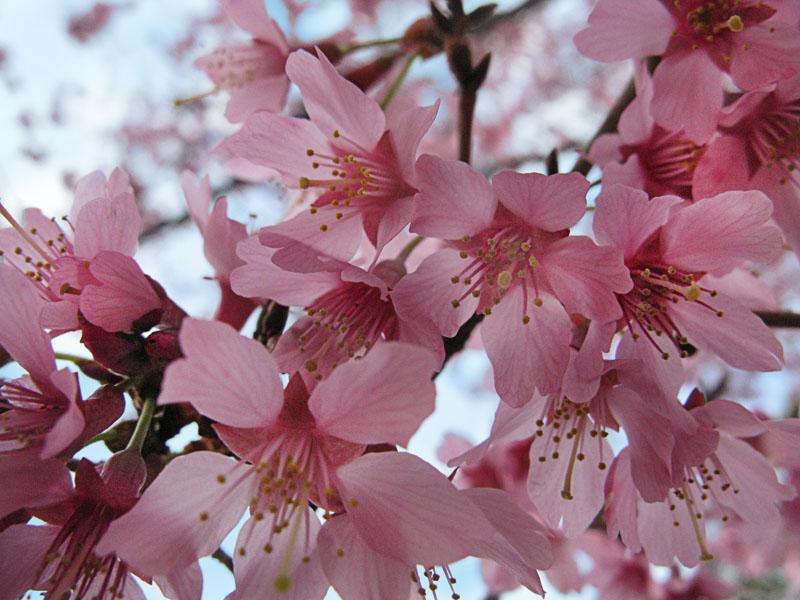 Prunus Campanulata 'okame' - View 9 from www redcrocus com