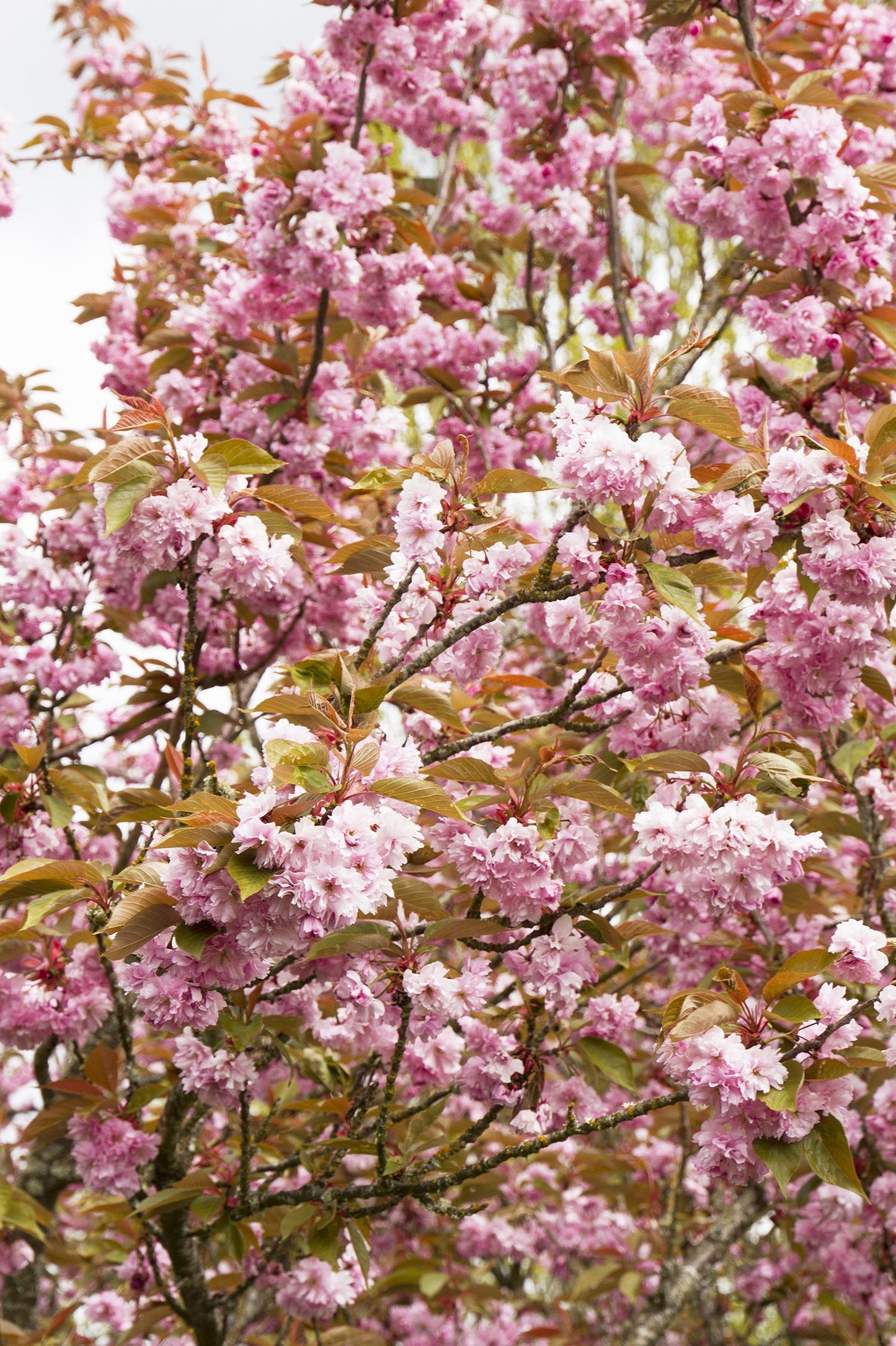 Prunus Serrulata Kwanzan - View 14 from www redcrocus com