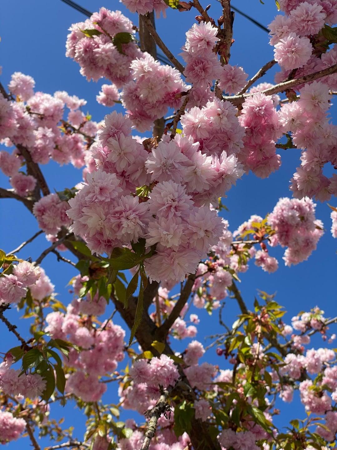 Prunus Serrulata Kwanzan - View 19 from www redcrocus com
