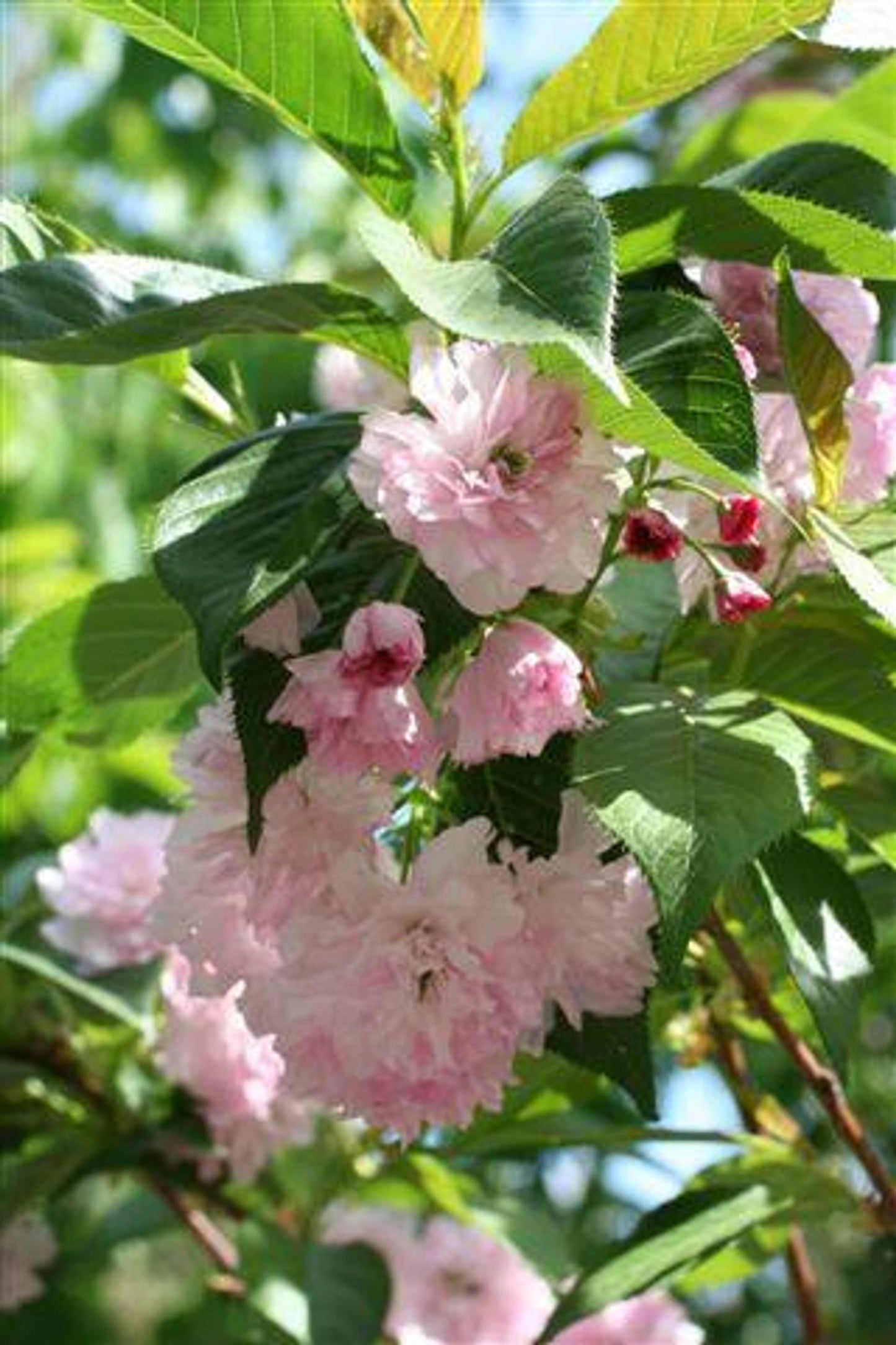 Prunus Serrulata Kwanzan - View 20 from www redcrocus com