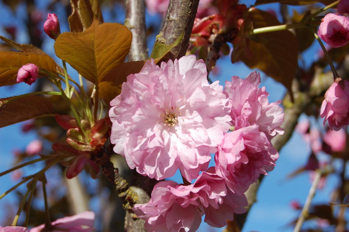 Prunus Serrulata Kwanzan - View 7 from www redcrocus com