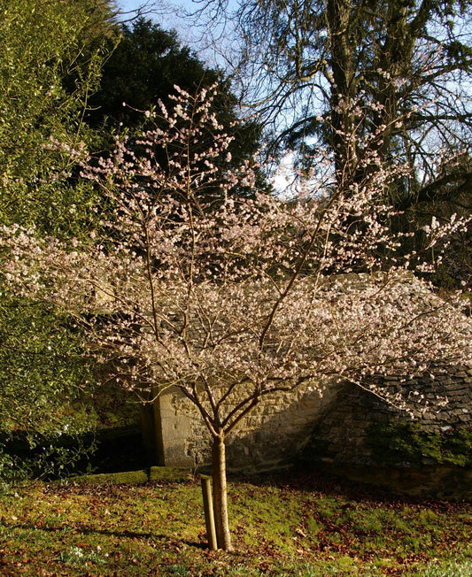 Prunus Subhirtella 'autumnalis' - View 10 from www redcrocus com